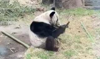 大熊猫丫丫身上有血洞