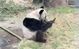 大熊猫丫丫的兄弟姐妹寿命 大熊猫丫丫身上有血洞